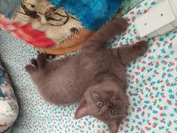 sevgi dolu oyuncu british shorthair