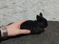 CÜCE TAVŞAN YAVRULARI 6 ADET