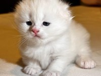 Scottish fold yavrularımız ayı surat