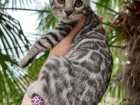 Silver Bengal Yavruları ( Faturalı) 