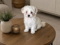 Orijinal Terrier Yavrular Irk Sağlık Garantili