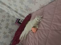 11 Aylık Kedimizi Sahiplendirme