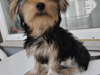 Yorkshire terrier yavrularımız