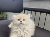 Cy12 Çikolata Golden Yavru British Longhair