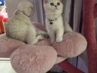 Safkan Silver Shaded 2 ve 3 aylık kediler Catteryden