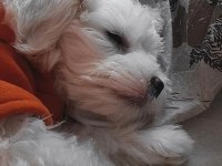 6 aylık köpeğimiz zeusu muzu mutlu bir yuva