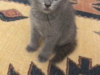 TESLİME HAZIR BEBEK KEDİLER