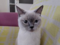 Scottish Fold Evcil