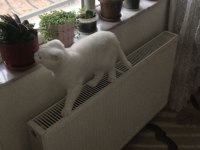 1 yaşında scottish fold