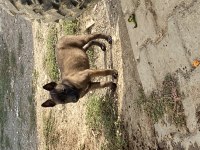 Irk ve sağlık garantili belçika kurdu yavrular