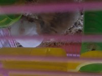 Yetişkin hamster suriye