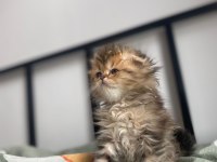 Golden scottish fold yavrular