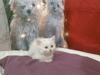 Kar topu british shorthair bebek