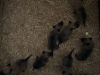 Belçika Malinois safkan