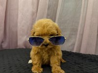Redbrown Maltipoo 