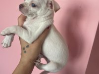 Mini boy CHİHUAHUA bebekler