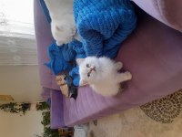British shorthair erkek golden point