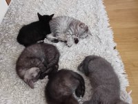 Ücretsiz Sahiplendirme Kediler