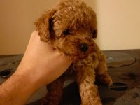 Mükemmel kalitedeki poodle yavrularımız