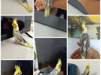 40 günlük ev üretimi bilezikli pearl sultan papağanı
