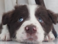 Şecereli anne babadan kahverengi beyaz border collie yavru