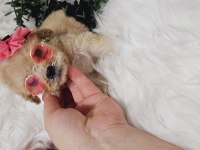 Maltipoo tecup