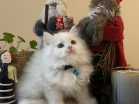 Erkek British Longhair Beyaz