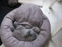 24 Nisan doğumlu 2 erkek 1 dişi orjinal british shorthair