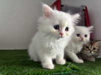 Kar Beyaz British Longhair