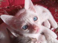 1 AYLIK SAFKAN ANKARA KEDİSİ YAVRULARI