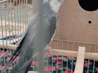 Komple eş sultan papağanı