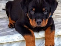 Dişi erkek Rottweiler yavrularımız