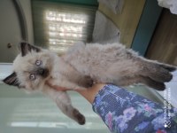 Blue point cinsi british shorthair acil sahiplendirmem lazım