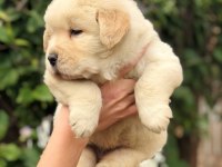 GOLDEN RETRİEVER PUPPY