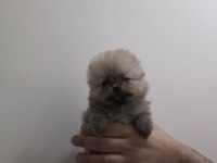 Beyaz ve Orange ayı surat pomeranian minnoşlar