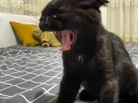 Scottish fold black