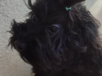Gecenin Dodosu poodle