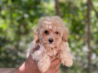 Sevimli maltipoo yavrular