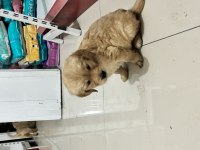 OYUNCU GOLDEN RETRİEVER DİŞİ