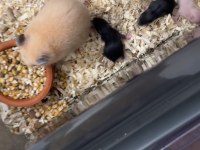 Yavru yetişkin Suriye hamsterı
