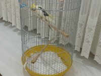 Erkek 1 yaşında sultan evcil hayvan ev kuşu