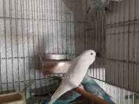 40 günlük alıştırmalık jumbo kırığı muhabbet kuşu yavrular