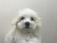 Maltese kardesler