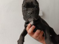 Cane corso yavrularımız ırk garantilidir