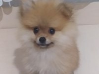 Pomerian Boo