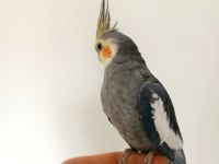 10-12 aylık erkek sultan papağanı