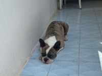 Balıkesir Merkez French Terrier Dişi