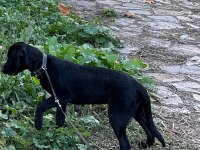 Altı aylık dişi labrador