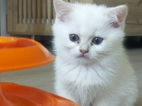 Pamuk prensesler british shorthair