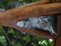 Kalitenin Adresi Big Claw Maine Coon